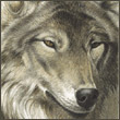 nightwulf